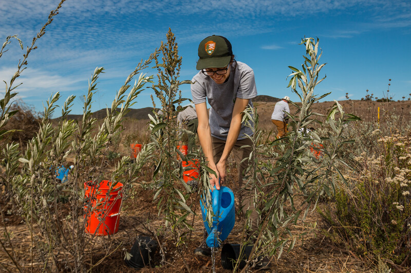 Native plant restoration at Santa Monica Mountains National Recreation Area’s Rancho Sierra Vista Yerba Mansa wetlands (photo by Connar L'Ecuyer)