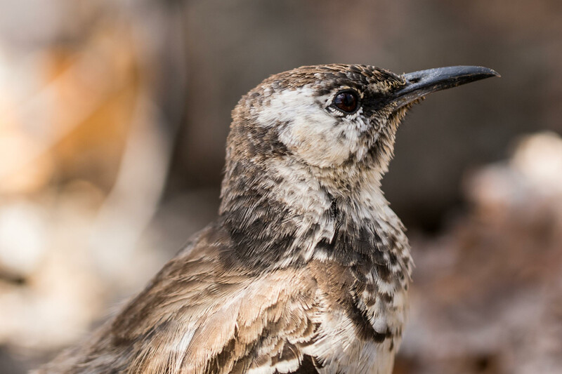 Re:wild, Island Conservation and the Galápagos National Park Directorate are working together to restore Floreana Island, home to 54 threatened species, and reintroduce 13 locally extinct species, including the Floreana mockingbird—the first mockingbird described by Charles Darwin. (Photo by Bill Weir) 