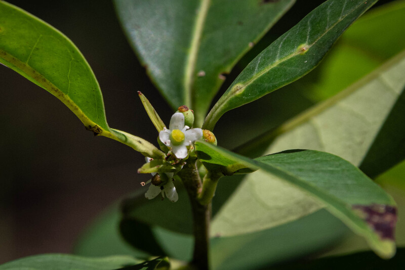 Pernambuco Holly (Ilex Sapiiformis). (Photo by Fred Jordão)