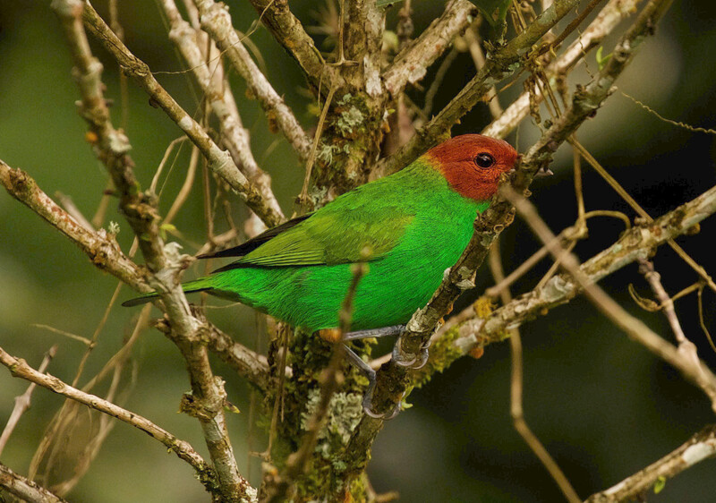 Photo taken during an expedition searching for Urich's Tyrannulet in Venezuela in May 2021. (Photo by David Ascanio)