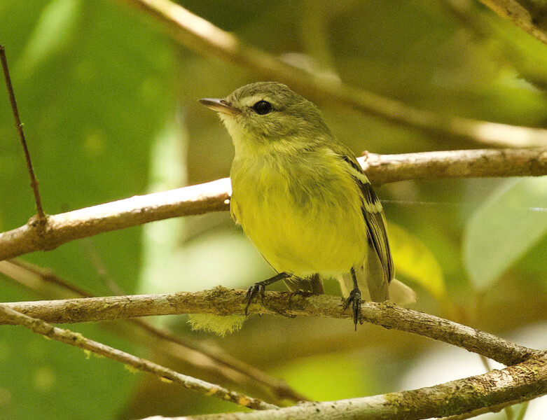 An Urich's tyrannulet. The photo was taken by an expedition team in Venezuela searching for the species, which has not had a recorded sighting since 2005. The expedition teams' photos are the first-ever clear photos of the species. (Photo by David Ascanio)