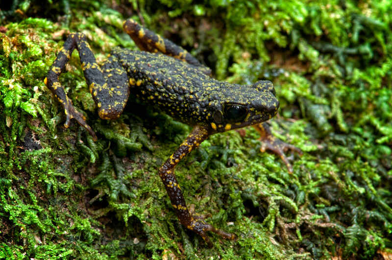 Mossy Stream Toad (Ansonia lumut), Malaysia, Least Concern (Photo by Chan Kin Onn)