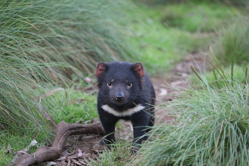 (Photo by Aussie Ark)