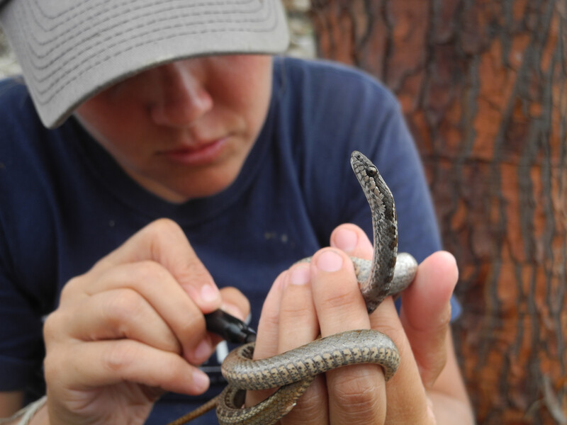 Paula Castaño, wildlife veterinarian and island restoration specialist with Island Conservation, holding a Floreana Racer . (Photo by Jenny Daltry)