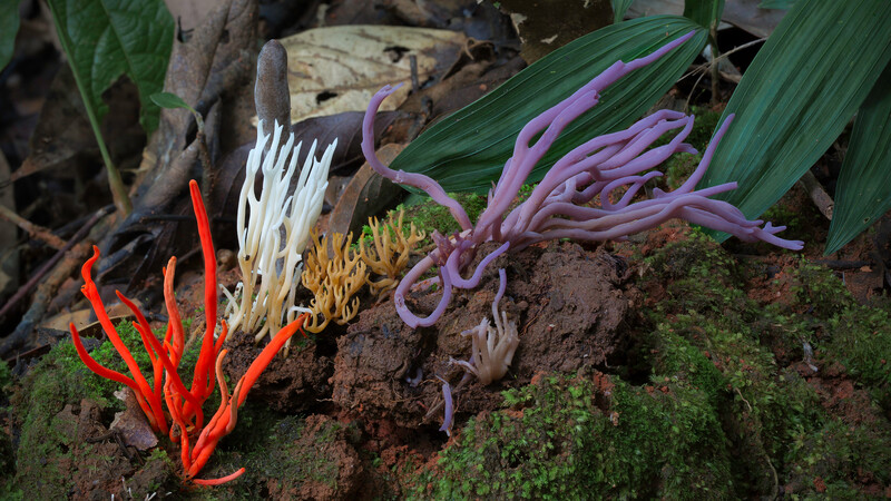 Coral Fungi (Photo copyright Stephen Axford and Catherine Marciniak, www.planetfungi.movie)