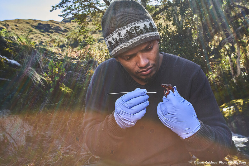 A member of the Fundación Atelopus team swabs Atelopus carrikeri in Colombia to test for chytrid. (Photo by Jaime Culebras/Photo Wildlife Tours)