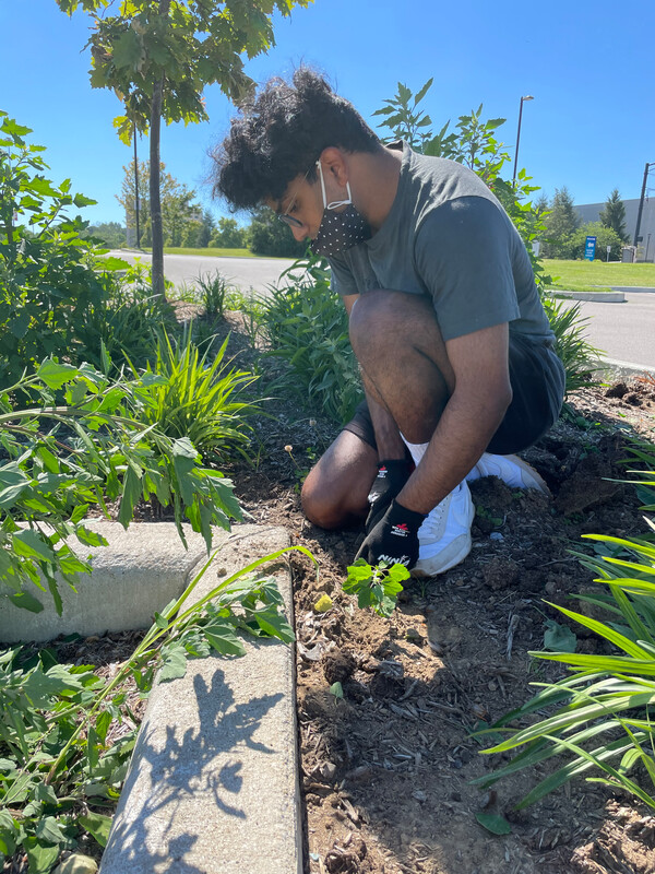 Indiana University volunteer weeding  Photo by Re:wild Your Campus
