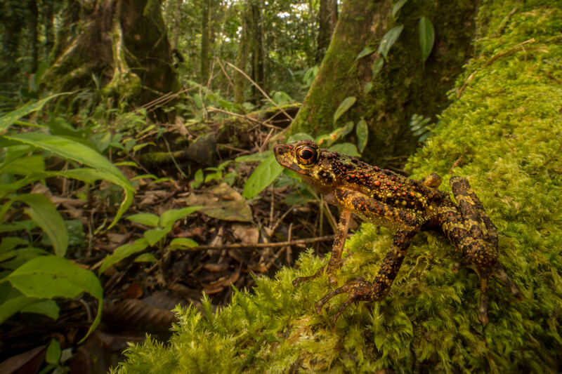 Bornean Rainbow Toad (Ansonia latidisca) was rediscovered in the highlands of Sarawak in 2011 after 87 years without trace. The species is Endangered. (Photo by © Robin Moore/Re:wild)