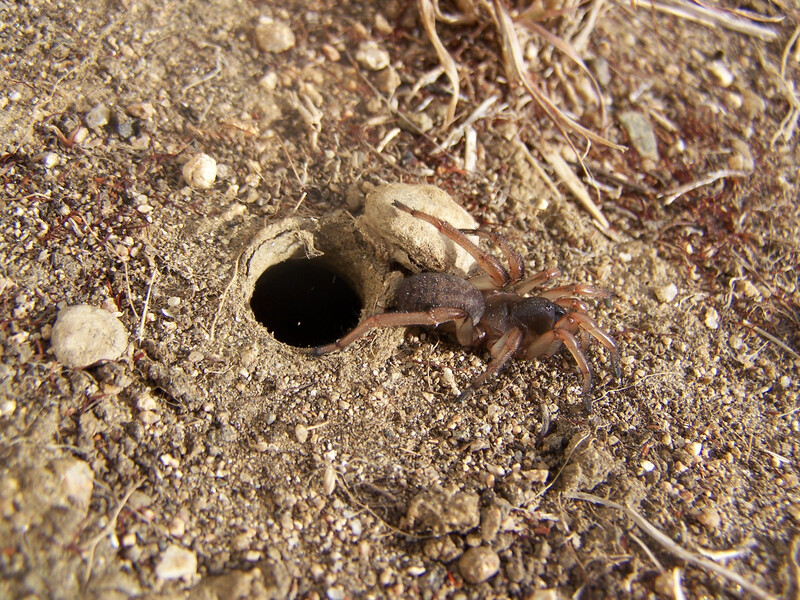 An Iberesia machadoi trapdoor spider outside of her trapdoor. This is the same spider family as the lost Fagilde's Trapdoor Spider, but from a different genus. (Photo by Sérgio Henriques)