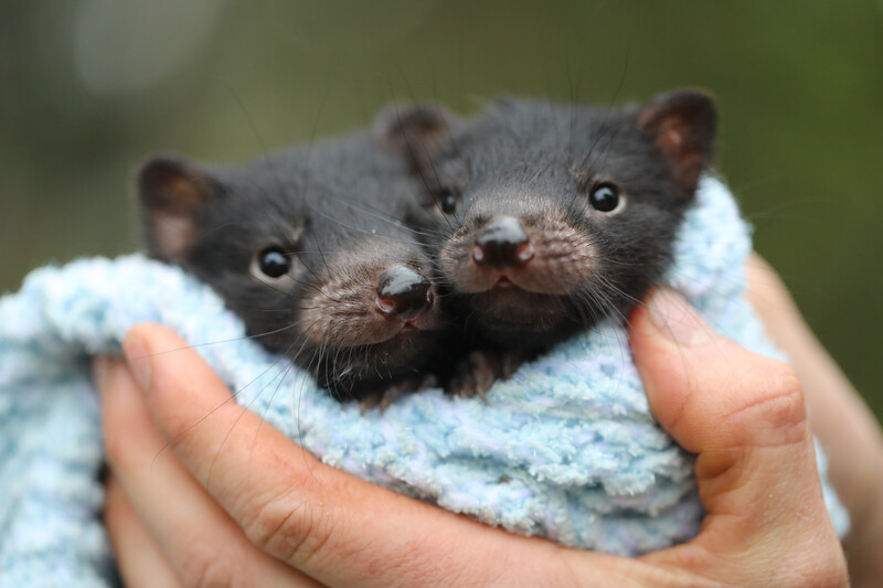 (Photo by Aussie Ark)