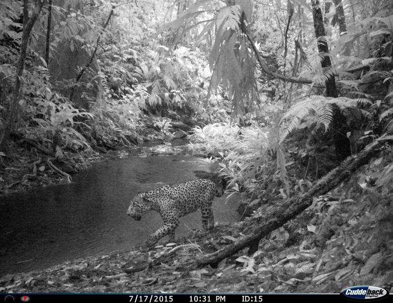 Camera trap images from Honduras, 2017..A majestic Jaguar, the apex predator at Ciudad Blanca. Jaguars are a keystone species that stabilize and maintain ecosystem balance by regulating populations of their prey. .Deforestation, habitat loss and overhunting have decimated their populations throughout much of their range. Conserving the White City is essential for connecting large scale wildlife corridors that enable the long term persistence of these wide ranging cats.