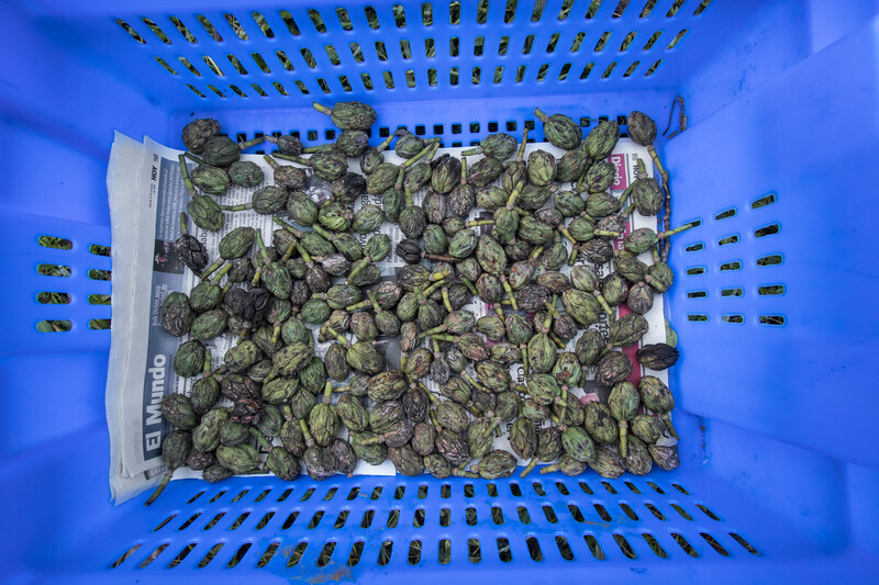 Native plants seeds at Haiti National Trust nursery.