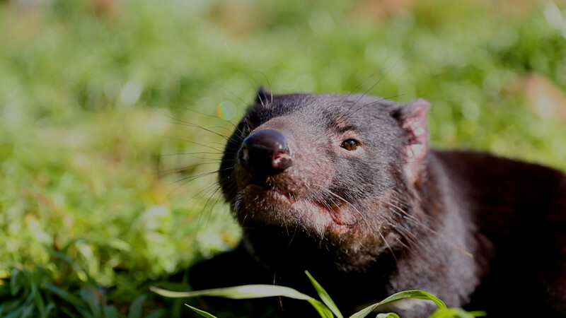 (Photo by Aussie Ark)
