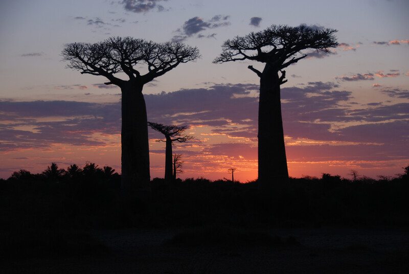Baobabs in the sunset, / Highway of the Baobabs, 20 km from Morondava August 10, 2007, Madagascar
