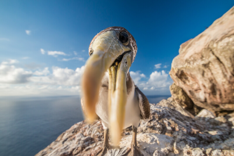 An inquisitive juvenile bird on Redonda Island cliffs.  © Ed Marshall / Fauna & Flora 