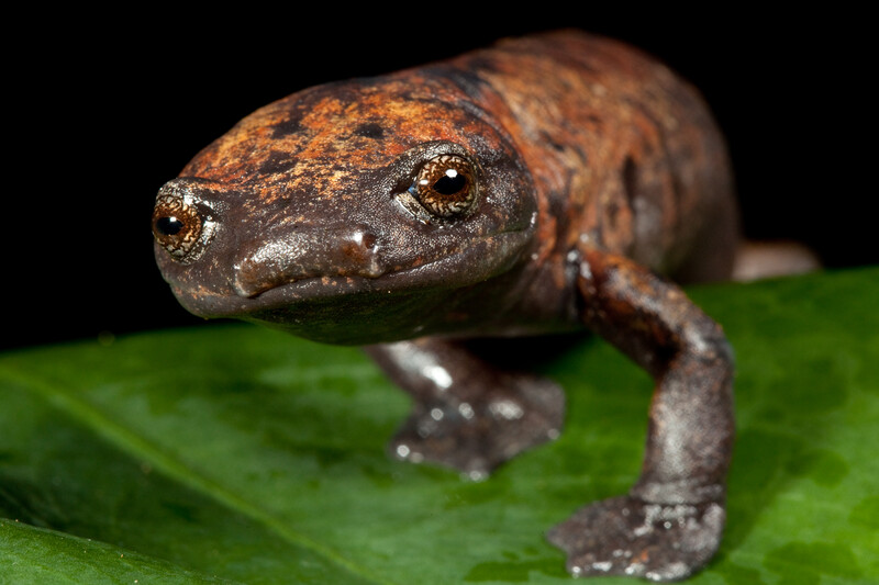 The Giant Palm Salamander, (Bolitoglossa dofleini) is a Near Threatened species whose forest home was protected through the creation of a new reserve in the Sierra Caral of Guatemala. (Photo by © Robin Moore/Re:wild)