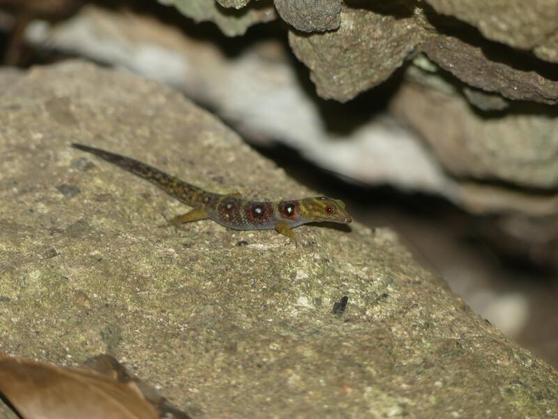 Union Island Gecko