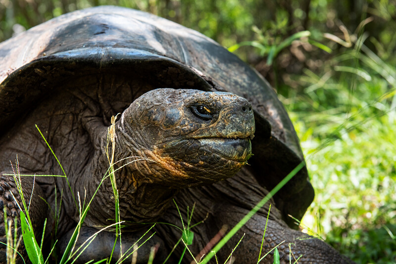 Floreana Giant Tortoises went extinct on Floreana Island. However, tortoises on Isabela Island were found to have Floreana Giant Tortoise genes. Conservationists with Galápagos National Park Directorate have created a breeding program to reintroduce the species to Floreana. Re:wild, Island Conservation and Galápagos National Park Directorate are working together to restore Floreana Island, home to 54 threatened species, and reintroduce 13 locally extinct species, including the Floreana mockingbird—the first mockingbird described by Charles Darwin. (Photo by Andrew S. Wright)