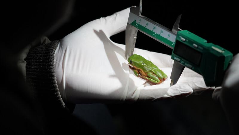 Researcher measuring a wild Rustic Monkey Tree Frog.