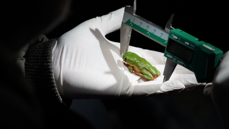 Researcher measuring a wild Rustic Monkey Tree Frog.
