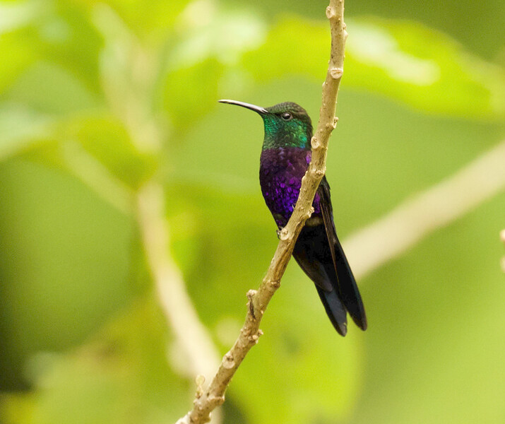 Photo taken during an expedition searching for Urich's tyrannulet in Venezuela in May 2021. (Photo by David Ascanio)