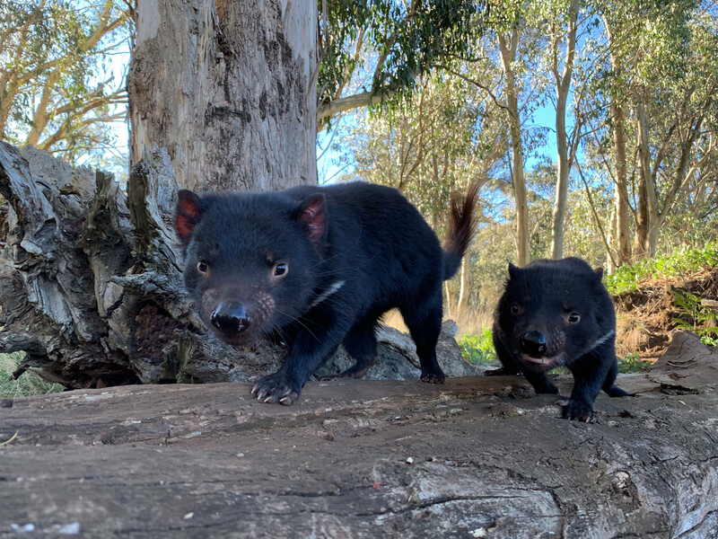 Tasmanian Devil Lisa, the adventurous one. (Photo by Aussie Ark)