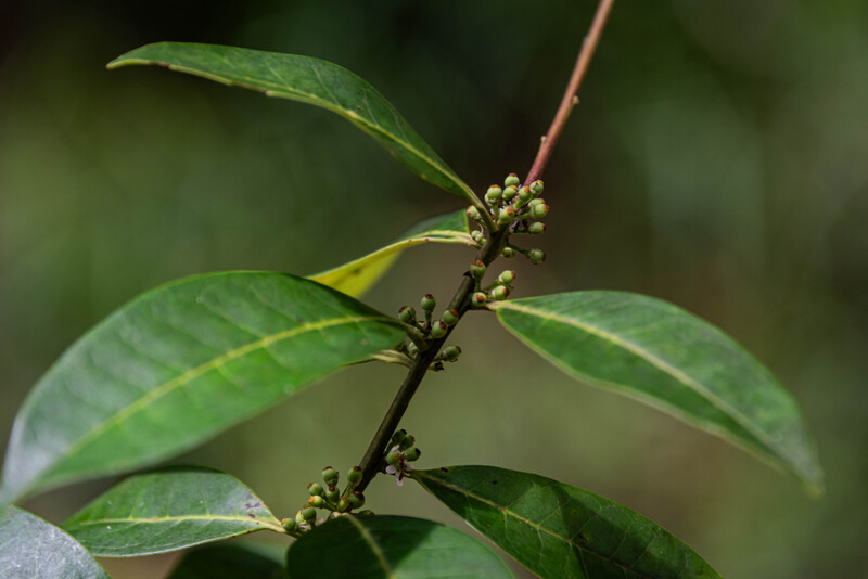 Pernambuco Holly (Ilex Sapiiformis). (Photo by Fred Jordão)