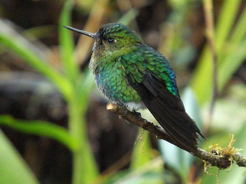 Photo by Rolando Hipo