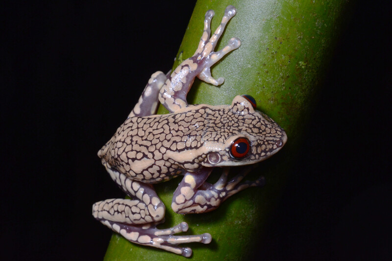 Sinimbú Casque-headed Tree Frog (Nyctimantis pomba), Brazil, Critically Endangered (Photo by Diego José Santana)