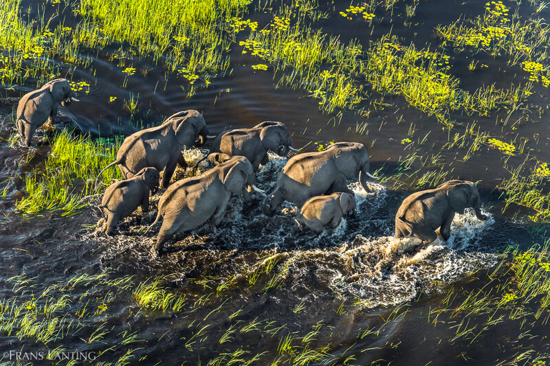 Savanna Elephant herd walking through flooded grass plain, Okavango Delta, Botswana. (Photo: © Frans Lanting)