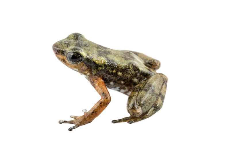 Intag Valley's newly discovered rocket frog (Photo by Centro Jambatu)