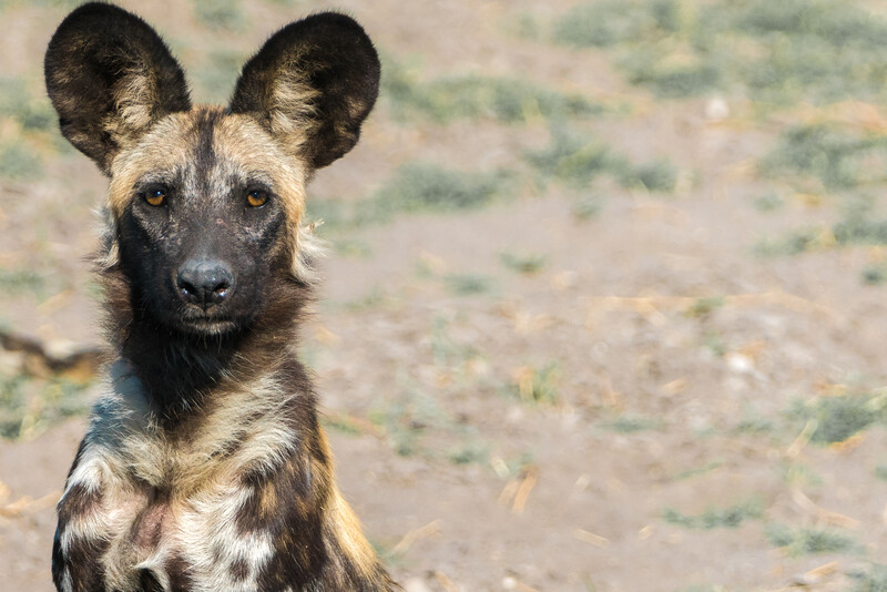 The largest population of African Wild Dogs lives in the Okavango River Basin (Photo by Peter Moore)