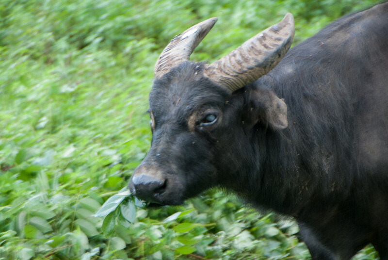 Tamaraw (photo by Barney Long/Global Wildlife Conservation)