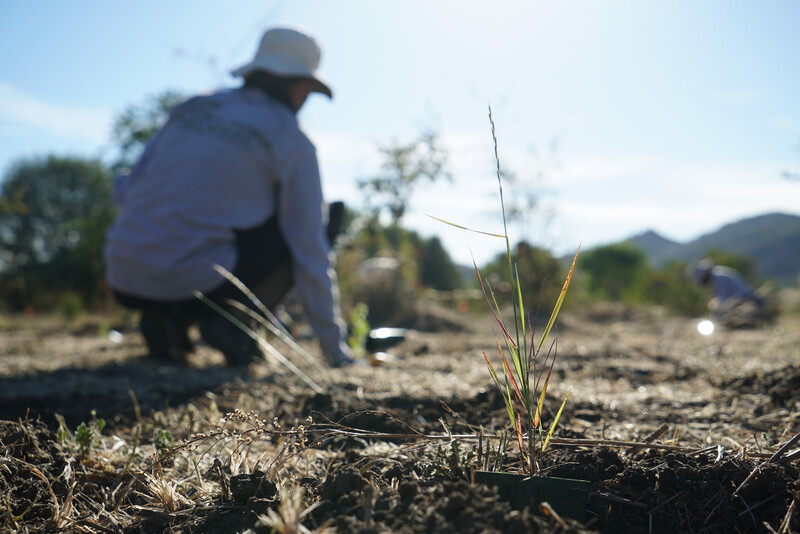 Native plant restoration project at Santa Monica Mountains National Recreation Area.   Photo by Emil Walker
