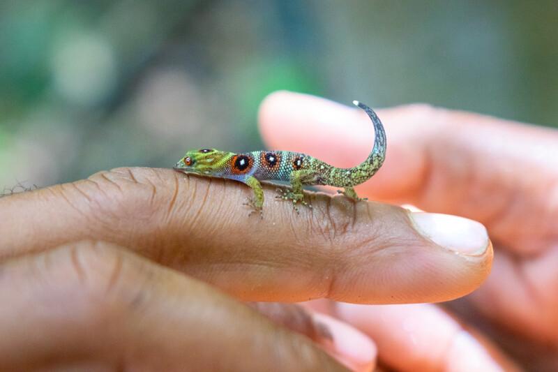 Union Island Gecko