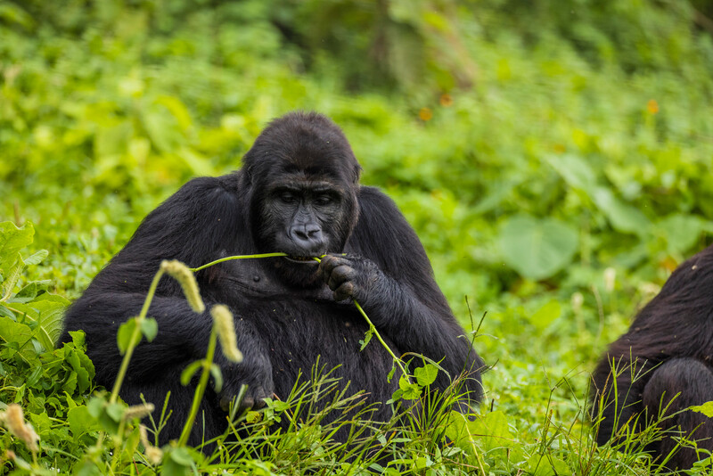 Eastern Lowland Gorillas at the Gorilla Rehabilitation and Conservation Education Center (photo by Bobby Neptune)