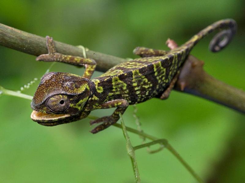 Forest chameleon (Chamaeleo gracilis) in Atewa Forest. (Photo by Piotr Naskrecki/Conservation International)