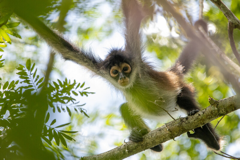 Geoffroy's spider monkeys (Ateles geoffroyi) resting and interacting with each other in the canopy of the forest.