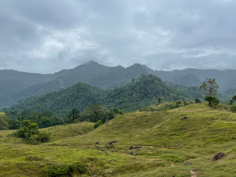 Murrucucú Mountains, Córdoba department, Colombia. (Hugo Herrera/Sociedad Ornitológica de Córdoba)
