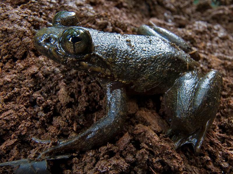 The Togo Slippery Frog (Conraua derooi) is a Critically Endangered species found in Atewa Forest. (Photo by Piotr Naskrecki/Conservation International)