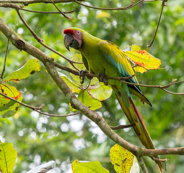 Great Green Macaw (Hans Norelius, CC BY 2.0)