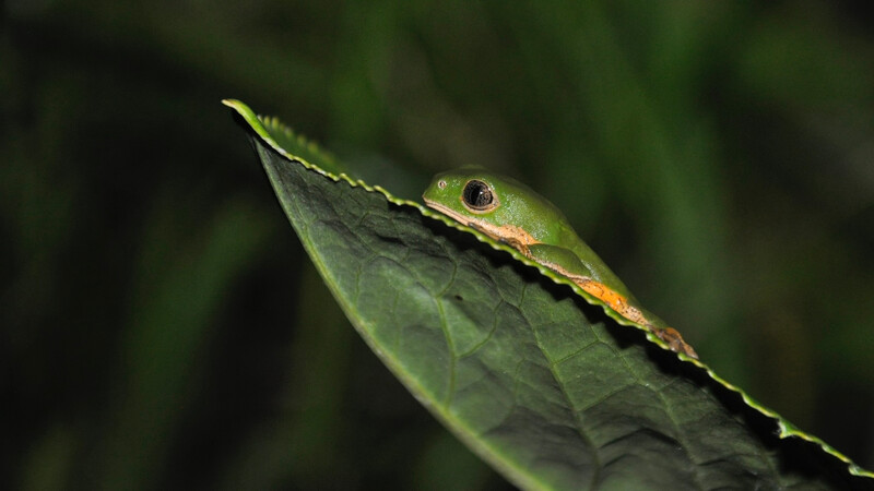 Rustic Monkey Tree Frog, Pithecopus rusticus.