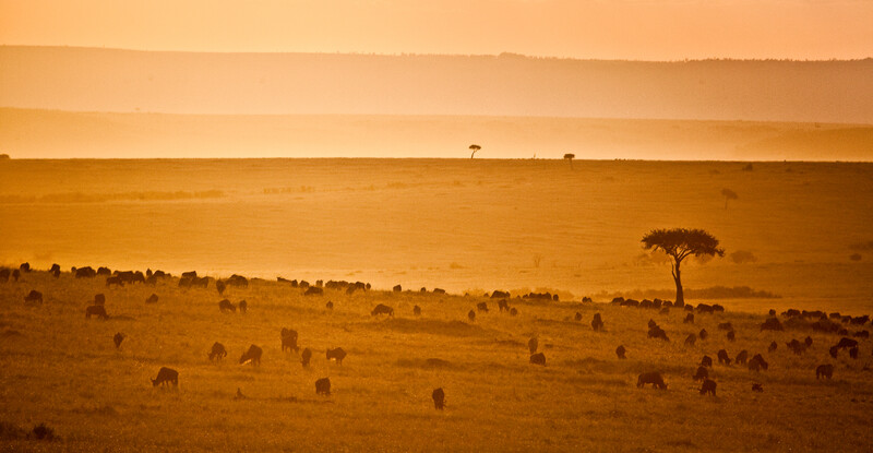 Wildebeest at sunset in the Maasai Mara. The recovery of Wildebeest numbers has helped turn the Serengeti ecosystem from a carbon source into a carbon sink (Photo by Robin Moore/Re:wild)