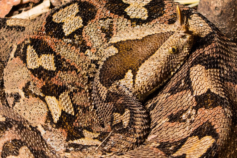 Rhinoceros Viper.