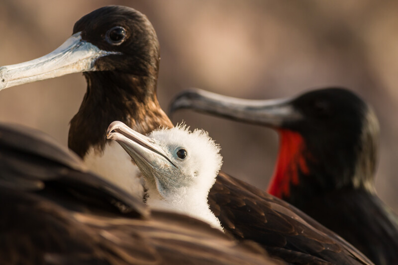 Magnificent Frigatebirds with chick on Redonda Island.   © Ed Marshall / Fauna & Flora 
