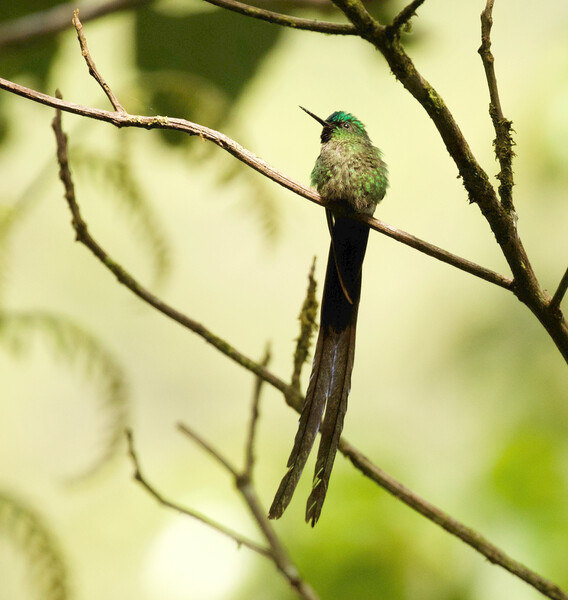 Photo taken during an expedition searching for Urich's Tyrannulet in Venezuela during May 2021. (Photo by David Ascanio)
