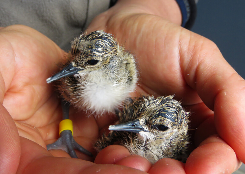 Kakī chicks in hand (Photo by Liz Brown/New Zealand Department of Conservation)
