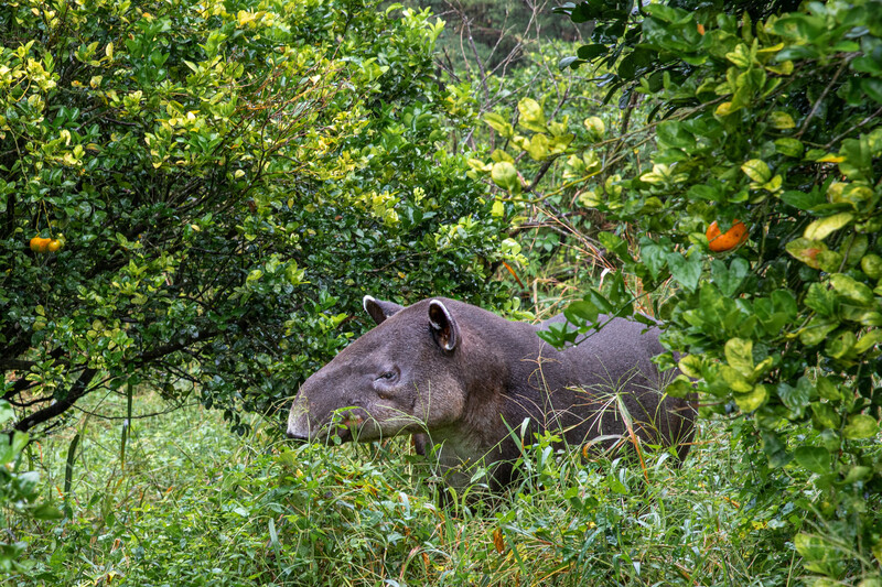 Baird's Tapir( Photos courtesy of Esteban Brenes-Mora/Re:wild)