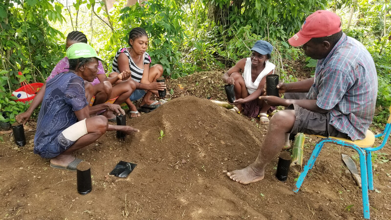 Hired local community members tending to native plants at Haiti National Trust nursery.