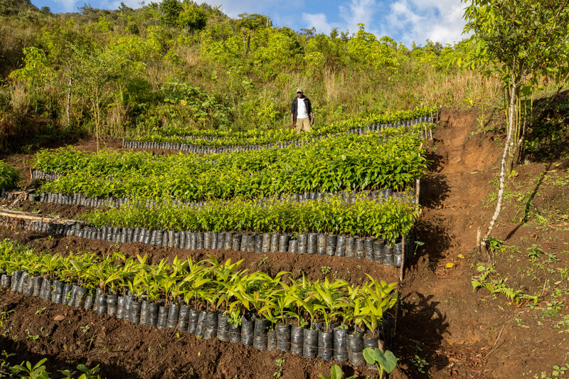Hired local community member tending to native plants at Haiti National Trust nursery.